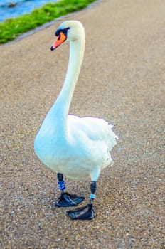 Beautiful white mute swan stands on the shore