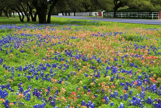 Bluebonnets, Texas national flowers, and Indian paintbrush along the country road.