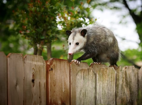 Common Opossum walking on new backyard fence