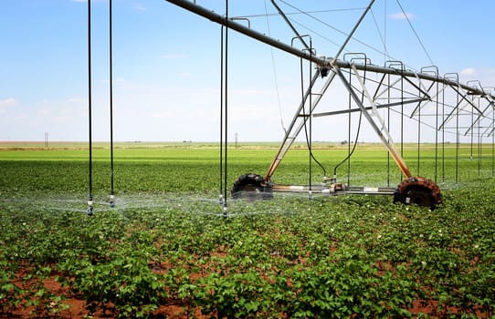 A cotton field irrigated with center pivot automated sprinkler system