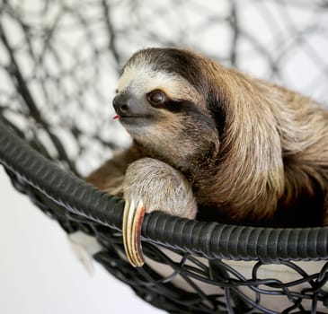 Close up portrait of cute Baby Sloth at Sloth Sanctuary, Costa Rica, Central America