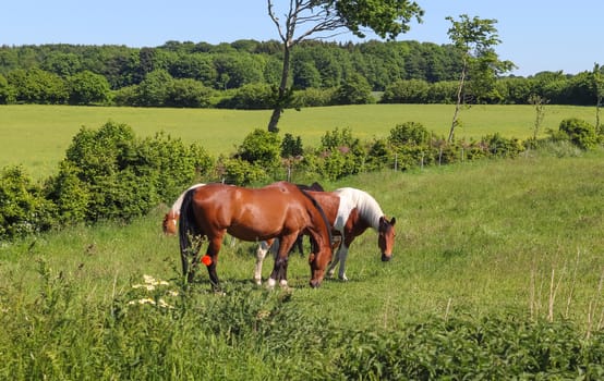 Beautiful panorama of grazing horses on a green meadow in summer