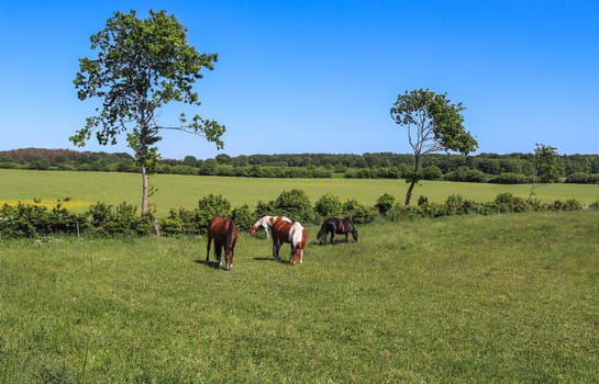 Beautiful panorama of grazing horses on a green meadow in summer