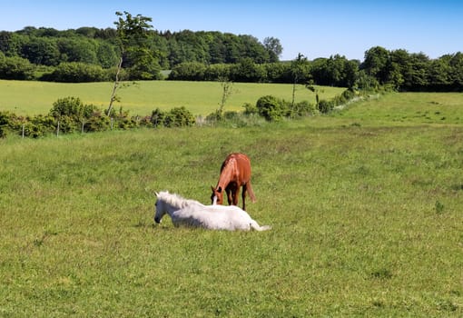 Beautiful panorama of grazing horses on a green meadow in summer