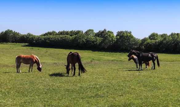 Beautiful panorama of grazing horses on a green meadow in summer
