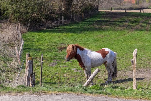 Beautiful panorama of grazing horses on a green meadow in summer