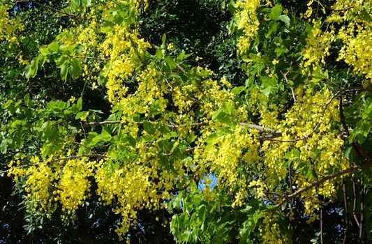 The beautiful yellow flowers of the Senna Tree (Senna surattenensis)