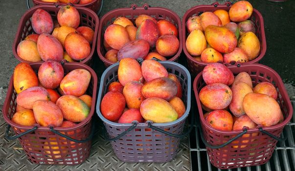 Fresh red Irwin mangoes for sale at an outdoor market