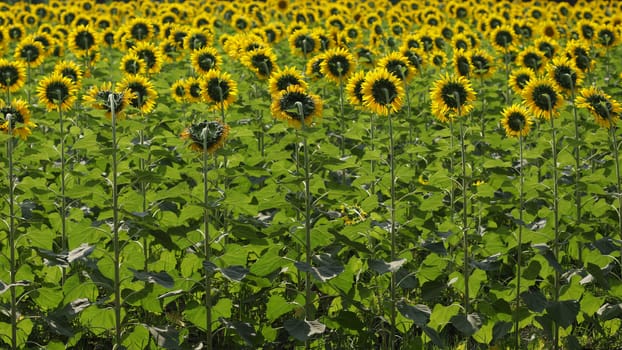 Sunflower field rear view at outdoor