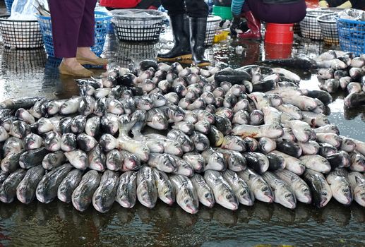 A large pile of grey mullet fish at a popular fish market