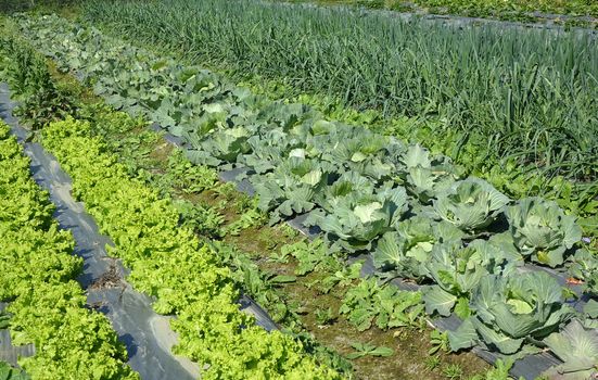 A vegetable garden with fresh salad, cabbages and leeks