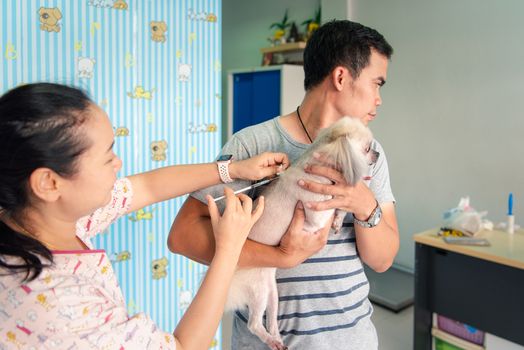 Bangkok, Thailand - January 12, 2020 : Unidentified dog or other pets get vaccinated against protect rabies and tick-borne diseases by veterinarian doctor during the examination in veterinary clinic