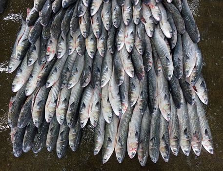 A large pile of grey mullet fish at a popular fish market