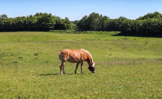 Beautiful panorama of grazing horses on a green meadow in summer