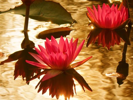 Beautiful lotus flower in full bloom with reflection of the afternoon sun n a quiet pond
