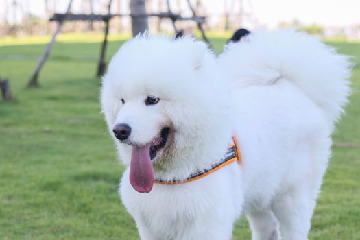 a dog golden retriever in the park