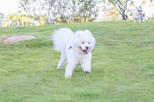 a dog golden retriever in the park