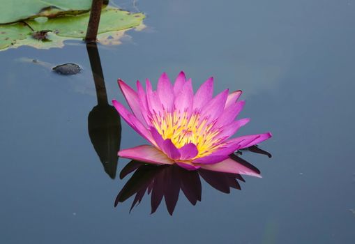 Beautiful lotus flower in full bloom with reflection in a quiet pond
