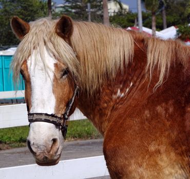 Closeup view of a tired old horse