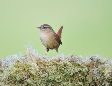 Wren, Troglodytes troglodytes perched on a stone with moss.