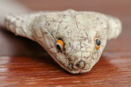 A close up head of a King Cobra. Tanned skin of Ophiophagus hannah. Belt of the most venomous snake on Bali island in Indonesia. Product from leather workshop.