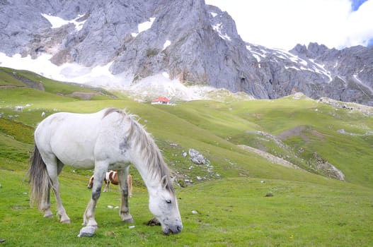 Wild horse in Picos de europa, Spain.