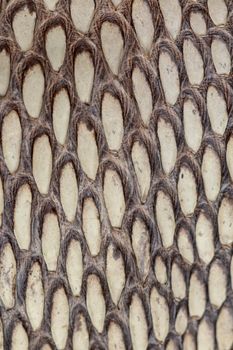 Detail of snake skin belt. A close up of a belt of the most venomous snake King cobra on Bali island in Indonesia. Product from leather workshop. Tanned skin of Ophiophagus hannah. Macrophotography.