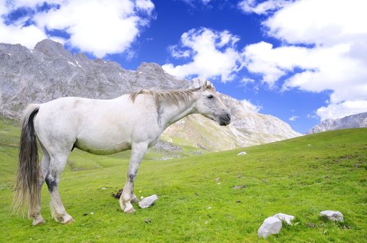 Wild horse in Picos de europa, Spain.
