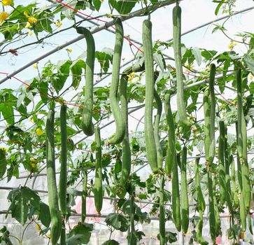 Lush green Asian luffa gourds grow on vines