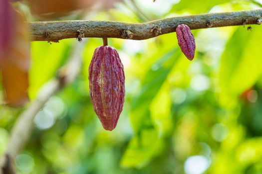 Cacao Tree (Theobroma cacao). Organic cocoa fruit pods in nature.