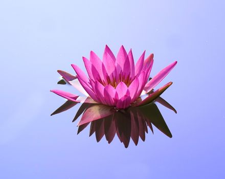 Beautiful lotus flower in full bloom with reflection in a quiet pond