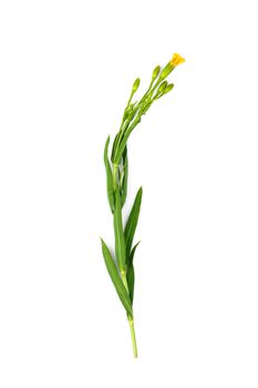 French Tarragon on white background