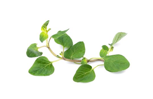 fresh oregano isolated on white