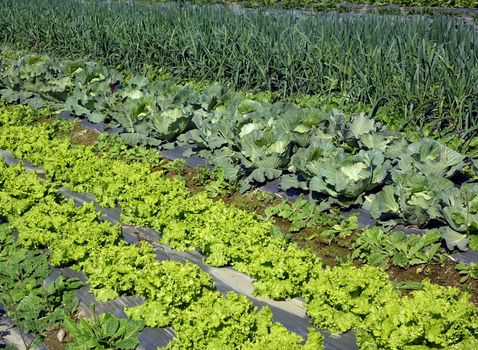A vegetable garden with fresh salad, cabbages and leeks
