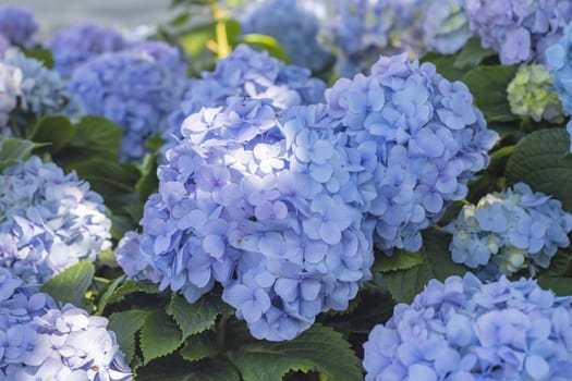 a lot of purple flowers in the garden