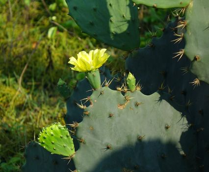 A yellow flower blossoming on a prickly pear cactus, Opuntia Robusta
