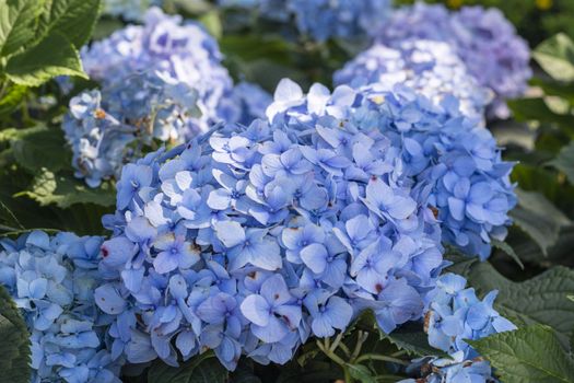 a lot of purple flowers in the garden