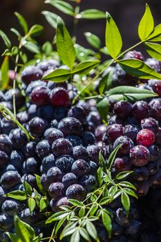 Dark grapes in a basket. Grape harvesting. Red wine grapes