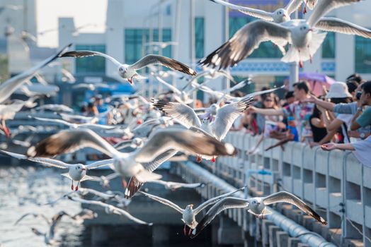 Samut Prakarn, Thailand - December 29, 2019 : Bang Pu provides habitat for large flocks of migratory seagulls annually in the early winter visitors can enjoy with feeding thousands of seagulls