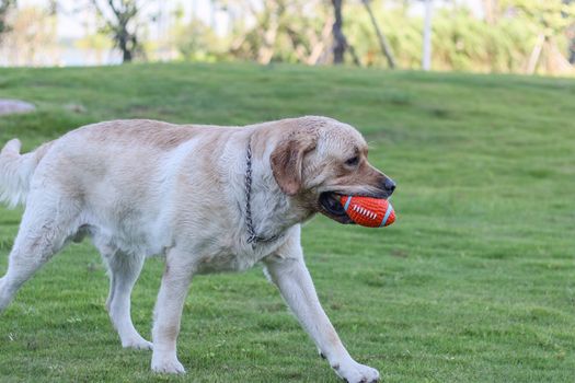 a dog golden retriever in the park