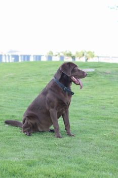 a dog golden retriever in the park