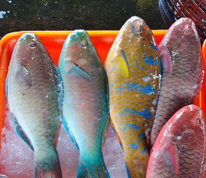 Colorful parrotfish are sold at a fish market in Taiwan
