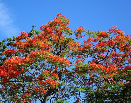 The beautiful red blossoms of the Flame Tree (Delonix Regia) seen against a blue sky
