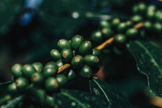 Coffee beans ripening, fresh coffee,red berry branch