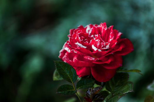 Red rose flower blooming in roses garden on background