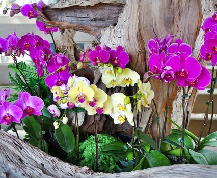 Purple and white and yellow blossoms of the Phalaenopsis orchid family