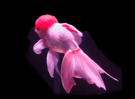 A fish tank with tropical red cap oranda goldfish