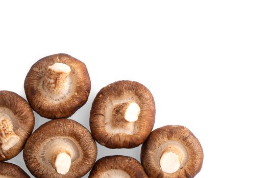 Shiitake mushroom on the White background