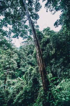 beautiful green forest in spring