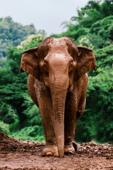 Asian Elephant in a nature at deep forest in Thailand